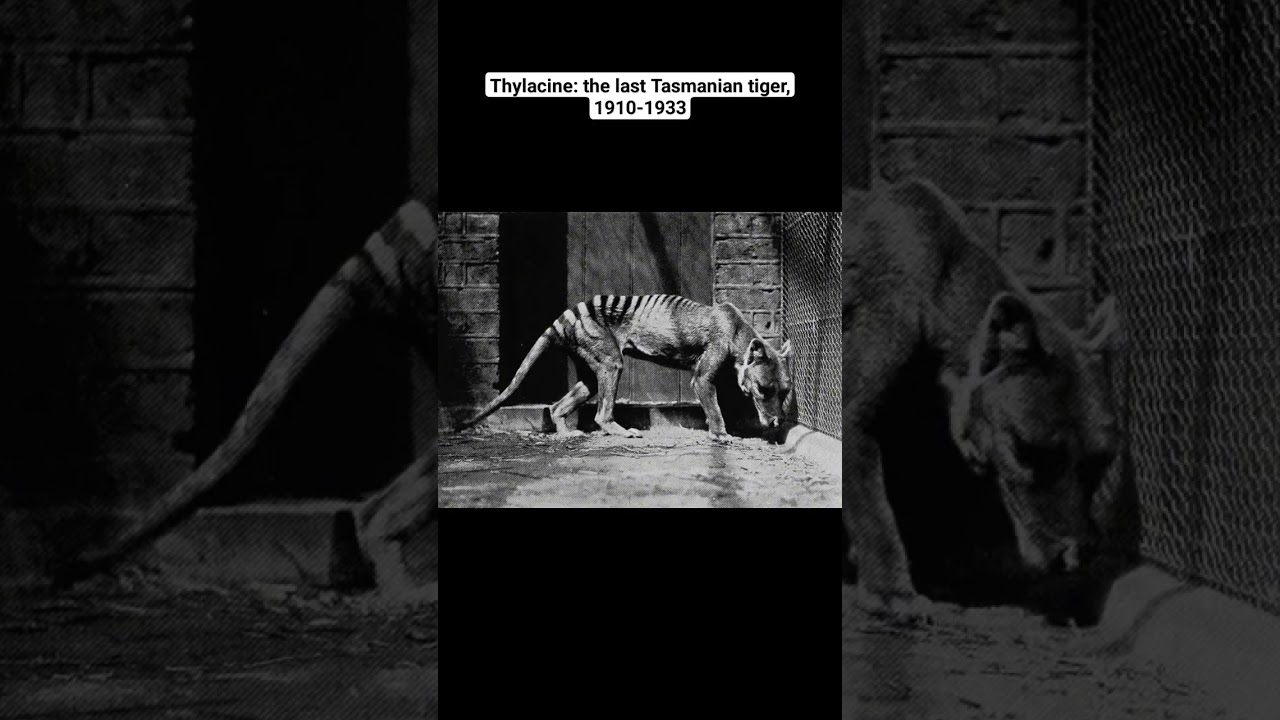 Thylacine: the last Tasmanian tiger, 1910-1933