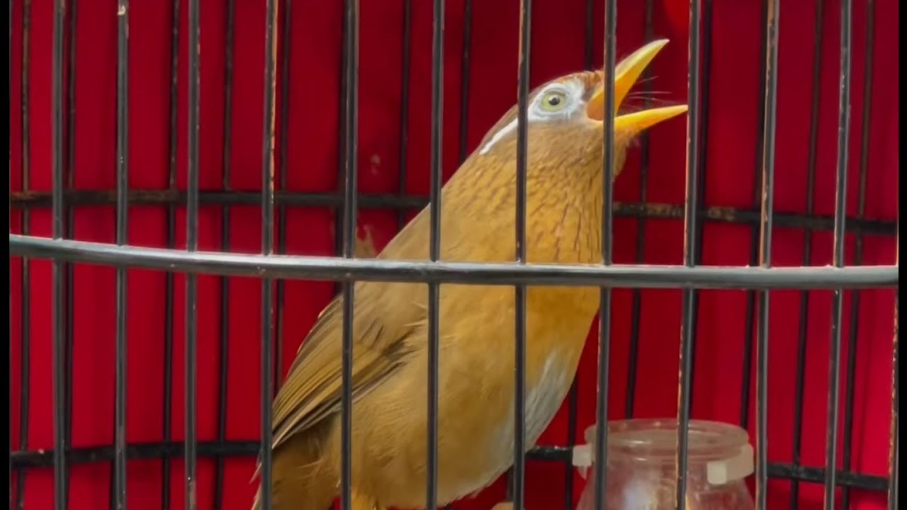 Hoạ mi thuần hót réo rắt nghe cực phê/ Luyện chim hoạ mi hót hay nhiều giọng, Hoạ mi hót kích bổi 🔥