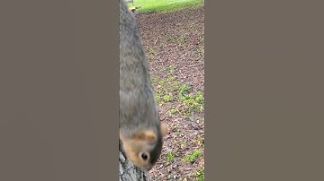 Squirrel chubby climbs down from the tree.