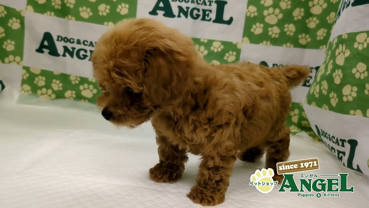 トイプードル（Tカップサイズ）2605129 【ペットショップエンゼル 子犬