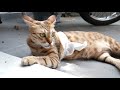 Injured cat recovers from puncture wound