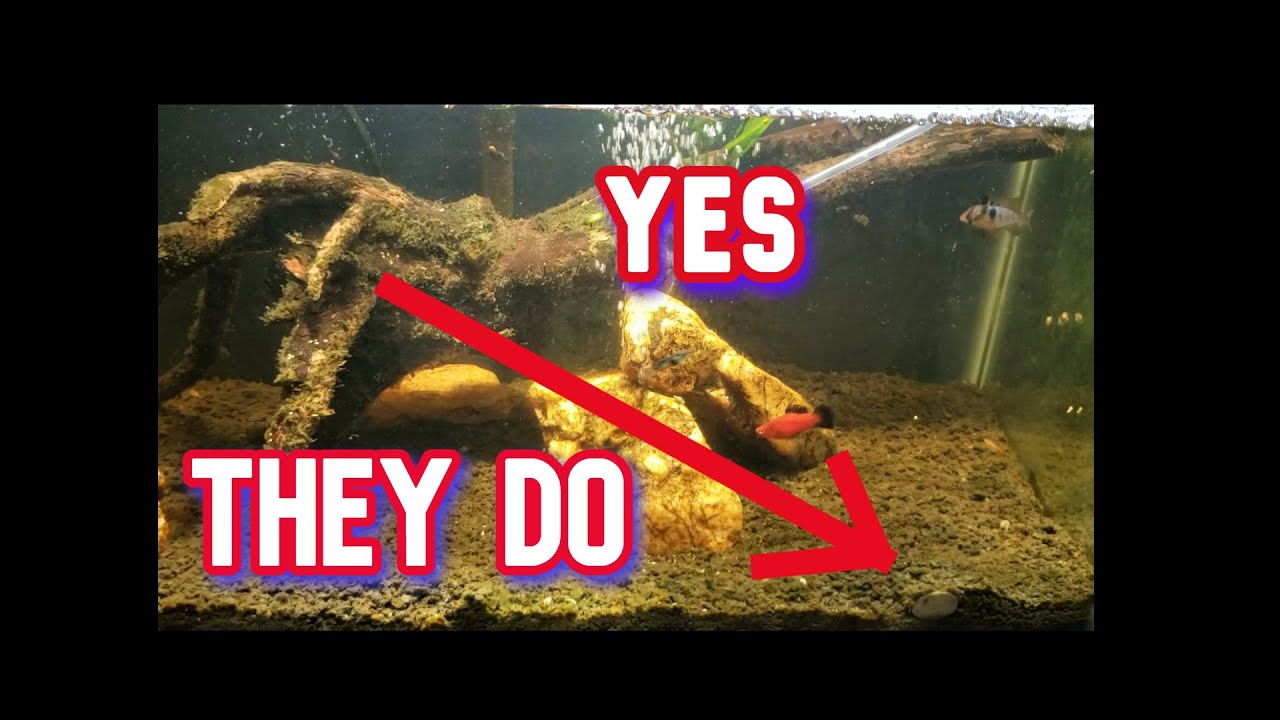 Do Nerite Snails Burrow In The Substrate? YouTube