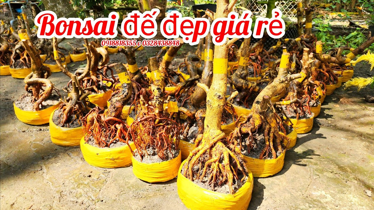 3/3 a Nên 0918818355 v 0328438848 phôi mai bonsai đế đẹp giá rẻ|MaivàngThanhTâm