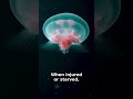 This Jellyfish Has Died Zero Times in 66 Million Years