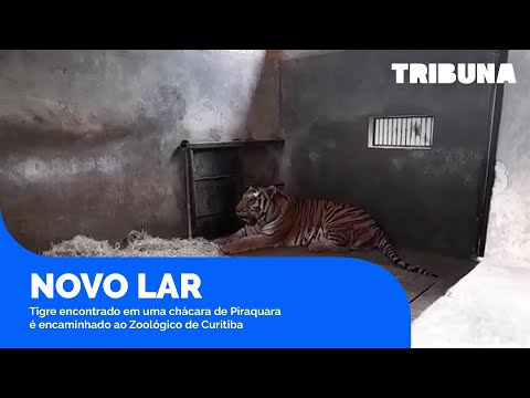 Tigre encontrado em uma chácara de Piraquara é encaminhado para o Zoológico de Curitiba