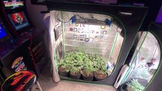 Perpetual Grow Autoflowers in full cycle @grogariousgames