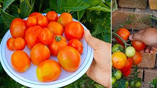 Fresh Tomatoes Harvesting at home.