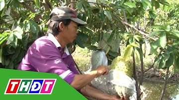 Mãng cầu xiêm khan hiếm, giá cao | THDT