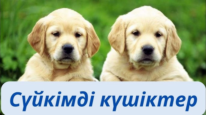 Wtf студенттік секс коттедждерде Баки транссексуал бейнелері