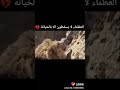 العظماء لا يسقطوا الا بالخيانة 