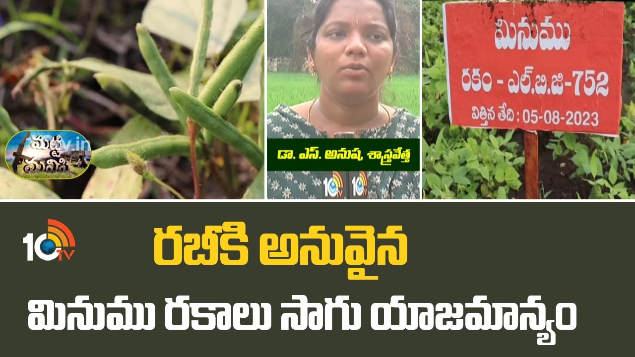 రబీకి అనువైన మినుము రకాలు సాగు యాజమాన్యం | Black Gram Cultivation | Matti Manishi | 10TV News