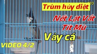 TRÙM HUỶ D.IỆT // 5 MÀO VIP VẢY CÁ , NẾT HỔ VỒ LẬT VẮT TÍT MÙ // BỔI ĐẤU GIÀN SIÊU CẤP