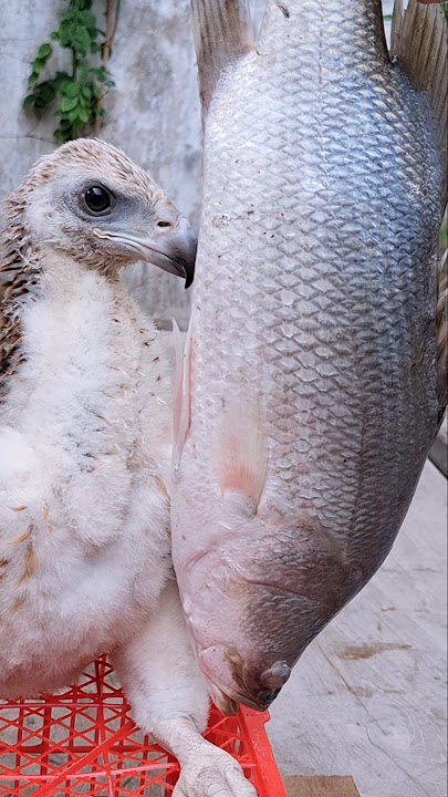 ikan kakap dengan anak elang