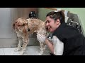 JRG 101: Learn to Groom Dogs Online Mp3 Song