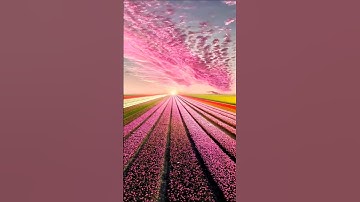 سورة المسد تلاوة خاشعة بصوت الشيخ سعد الغامدي
