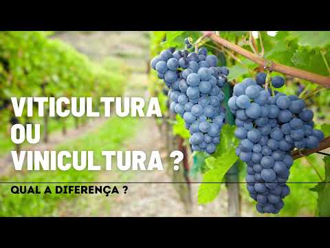 Vídeo: Qual é a diferença entre viticultura e vinicultura?