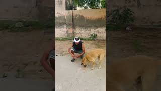 Cute 🥰 dog 🐕 #trending #funny #dogs #youtubeshorts #shortsfeed #animals #ytshorts #subscribe