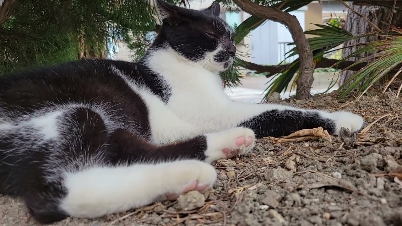 2025 08 27 さくら猫・地域猫④ ロロちゃん