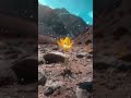 Bloom #歌詞動画 #歌詞付き #superfly