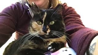 Saratoga needs a home TinyKittens com