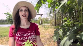 Growing Tomato 'Abraham Lincoln' - Outdoor Planting