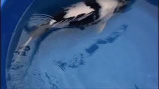 Tamaura Shiro Utsuri