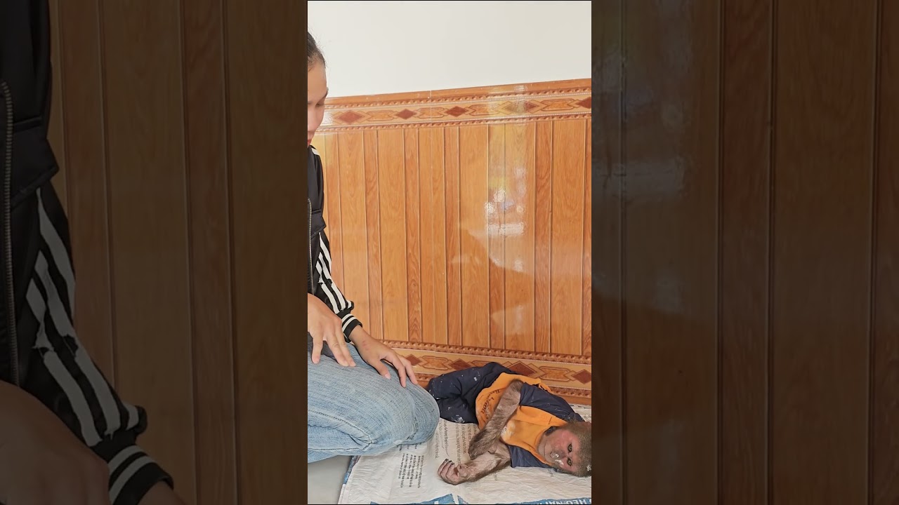 Super cute! Monkey Ku is tired and lazy 3 