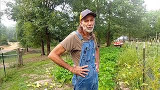 We Won't Plant THIS WAY Again!  Green Beans