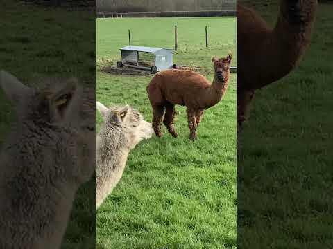 Walking with Lamas UK pasture #Lama