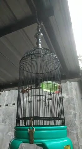 konin nembak kolibri ninja nembak #short #viral #konin