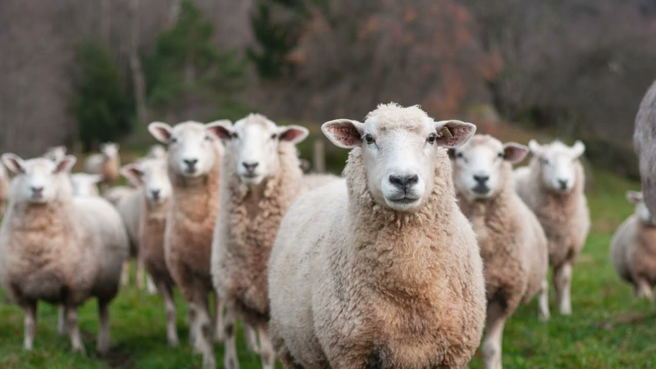 Why Farm - to - Closet