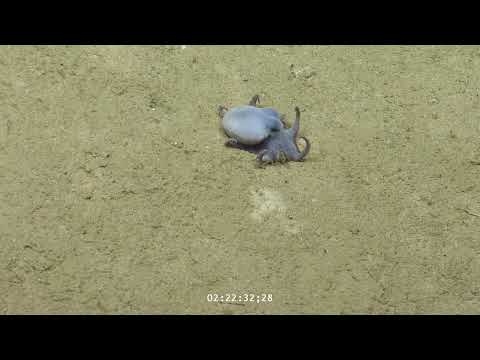 Tiny blue octopus seen on camera for the first time thumbnail