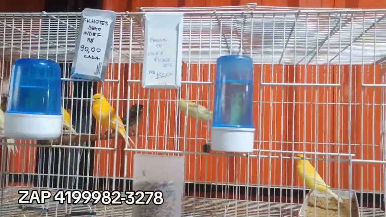 CANARIO BELGAS PARA VENDA 2026 SÓ COISA BOA 