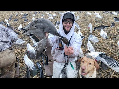 hunting-corn-field-mallards-on-my-lease!-(stud-pintail)