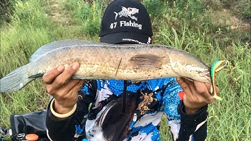 Câu cá lóc bằng mồi mềm nff lửoi chì đồng ( gặp hugo và pha đóng hugo kinh điễn toang luôn cây cần )