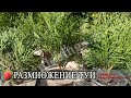 Размножение туи черенками 🌱Как укоренить туи