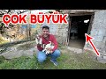 Jack Russell Hera Ve Yavrularının Yeni Mekanı