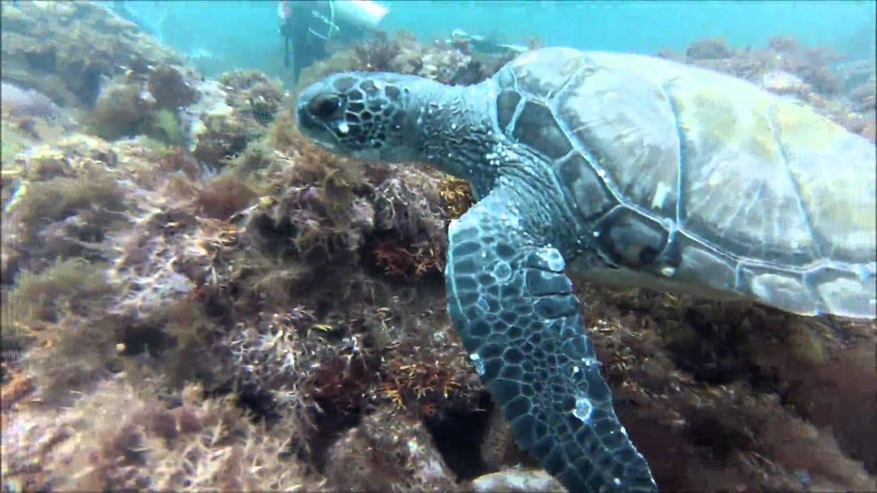 川奈 エリア情報 Marine Diving Web マリンダイビングウェブ
