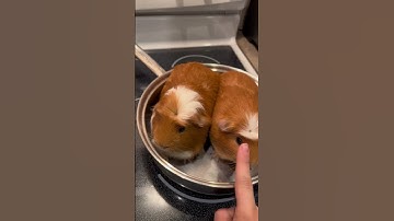 Thumbnail of Cooking my Guinea pigs for lunch! Lol #shorts #short #pets #funny #dog