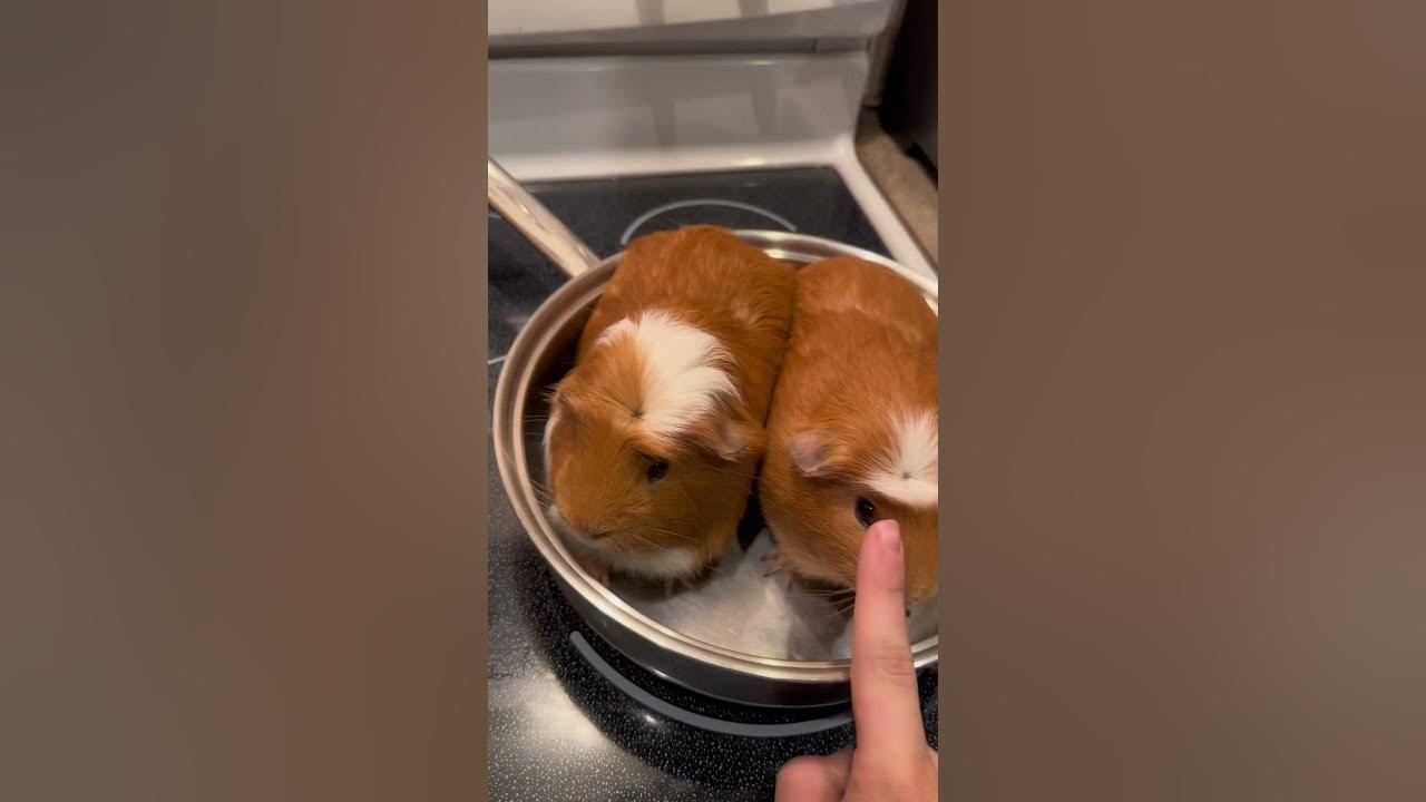 Cooking my Guinea pigs for lunch! Lol #shorts #short #pets #funny #dog