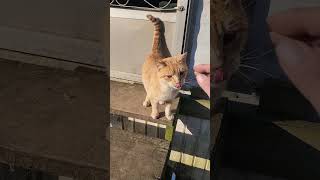 Bubba Came To Talk And Eat... Mountain Colony