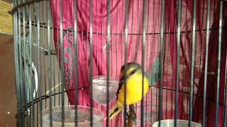 Kicauan Burung Mantenan Betina Gacor Masteran Burung Kicau