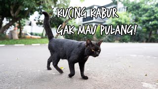 Penyebab Kucing Kabur Dari Rumah dan Gak Pulang Lagi