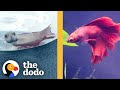 Betta fish who wouldnt eat or swim is completely transformed  the dodo faith  restored