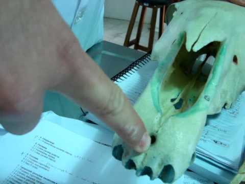 Vídeo: O que é o osso pré-maxilar?