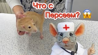 Мою хвост крысам 🐁 | Визит к ратологу 👩🏻‍⚕️