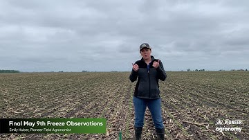 Soybean Freeze Damage: Evaluating After Cold Weather Event