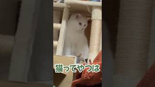 猫ぬま！　#shorts #cat #ねこ