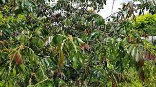 Ice Cream Bean flowers signal the arrival of summer