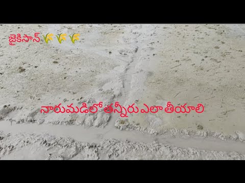 Naarumadilo thanneeru ఎలా theeyali //నారుమడిలో తన్నీరు ఎలా తీయాలి @deshapakamahesh6634